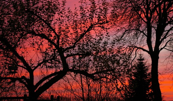trees, red sky, winter, leaves hanging on