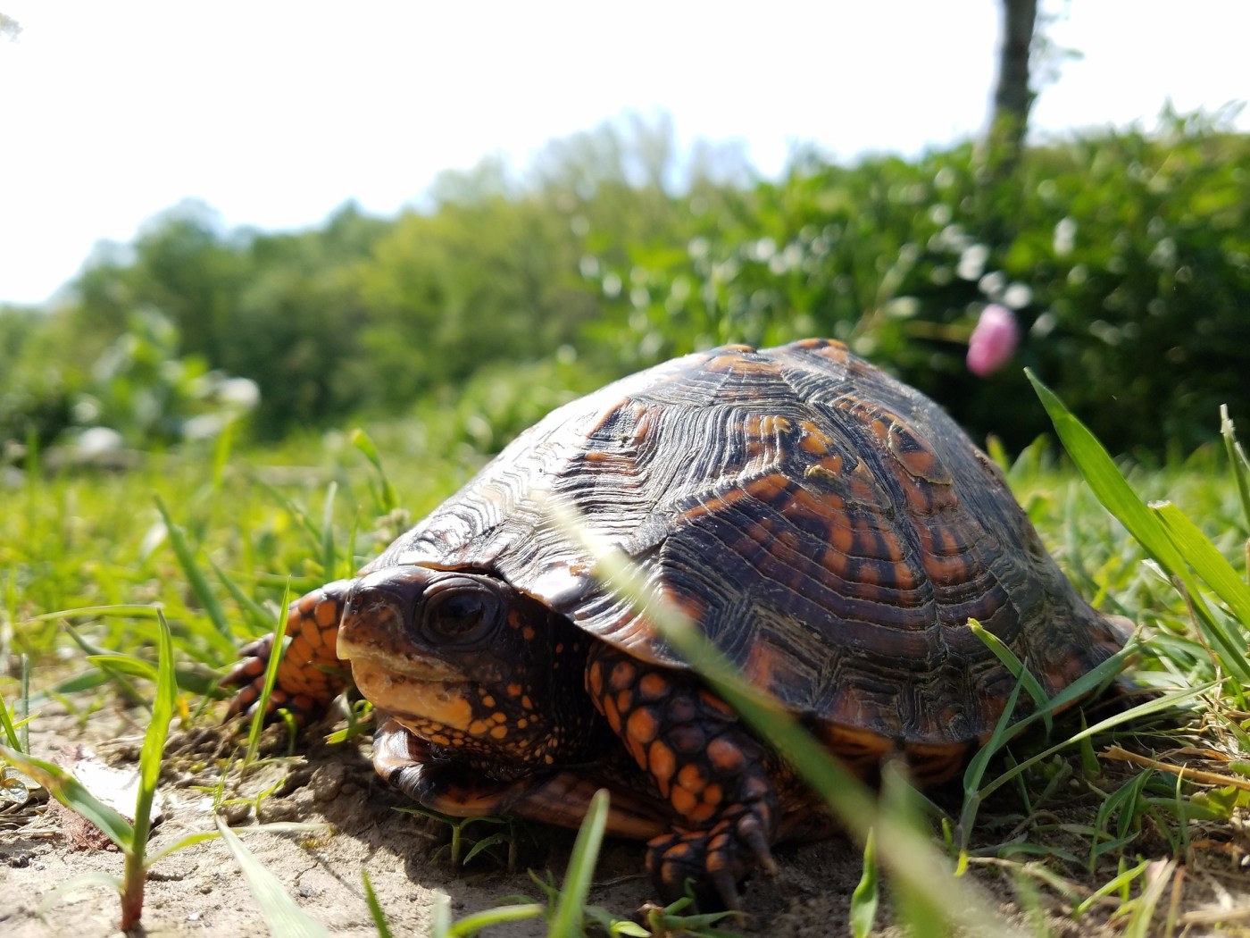 Turtle near road, crossing, grass, nature, reptile, tortoise