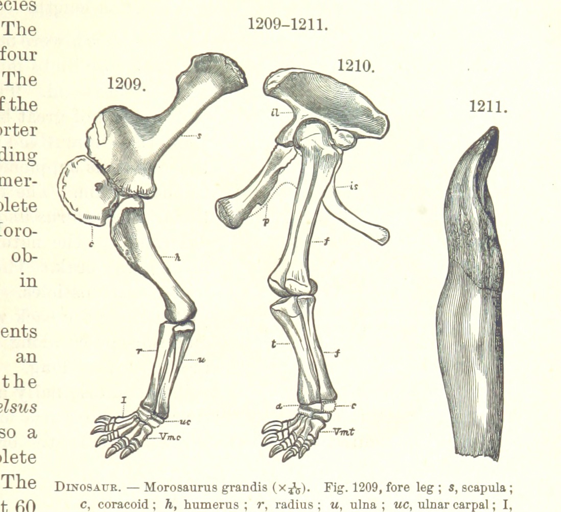Dinosaur bones, from old text 1885