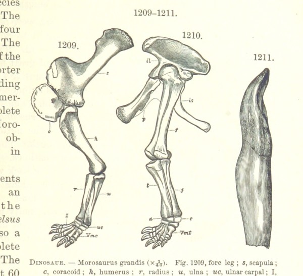 Dinosaur bones, from old text 1885